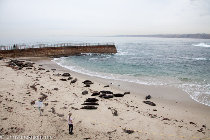 La Jolla Seals at Childrens Beach, Casa Beach, California