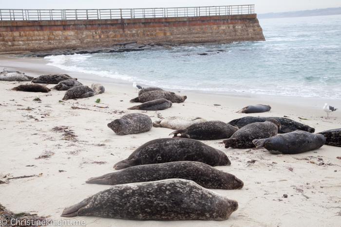 La Jolla Seals at Childrens Beach, Casa Beach, California