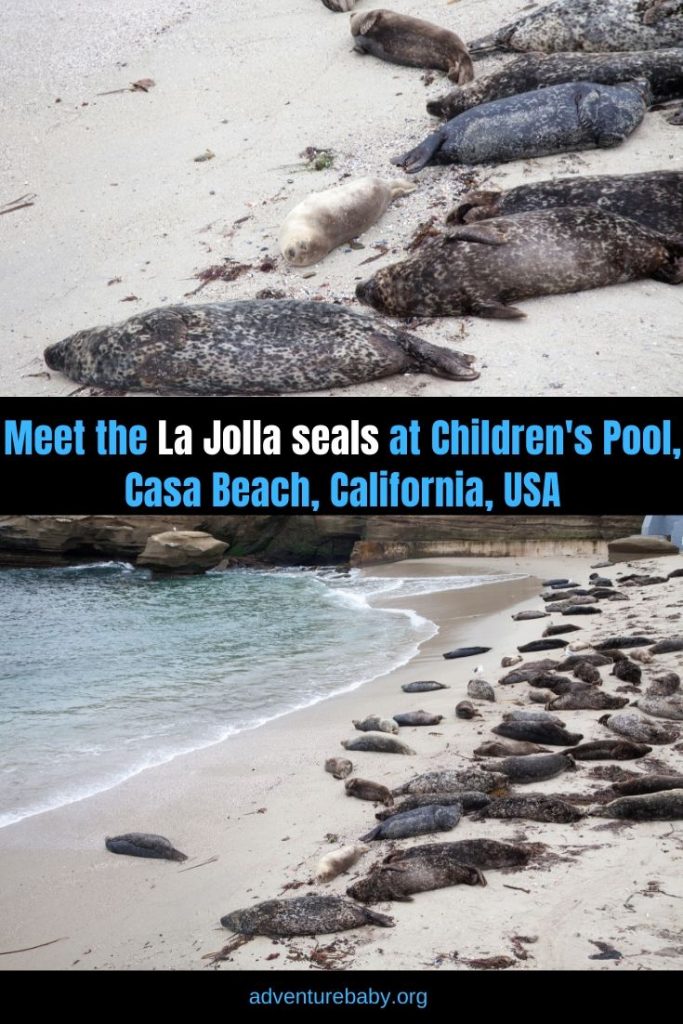 Meet the La Jolla seals at Children's Pool, Casa Beach Adventure, baby!