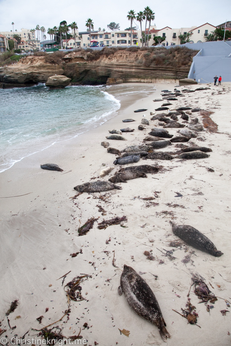 La Jolla Seals at Childrens Beach, Casa Beach, California