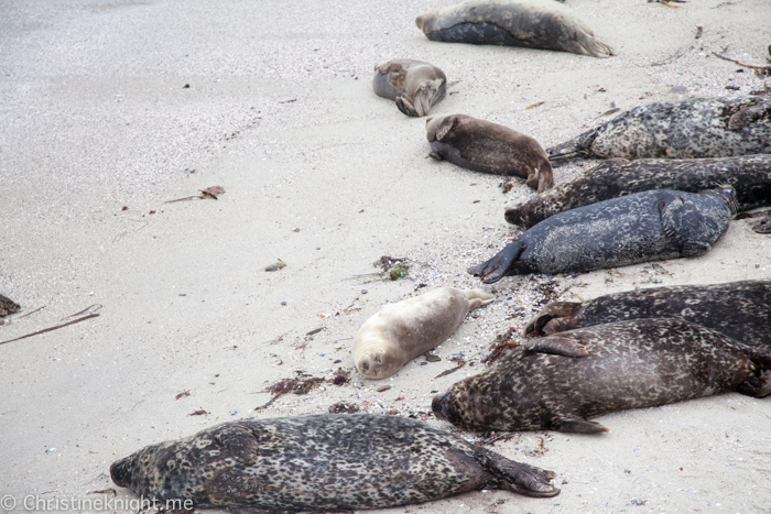 La Jolla Seals at Childrens Beach, Casa Beach, California