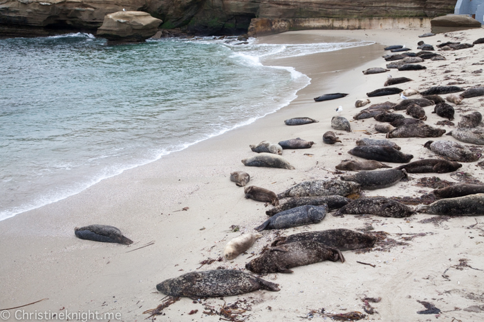 La Jolla Seals at Childrens Beach, Casa Beach, California