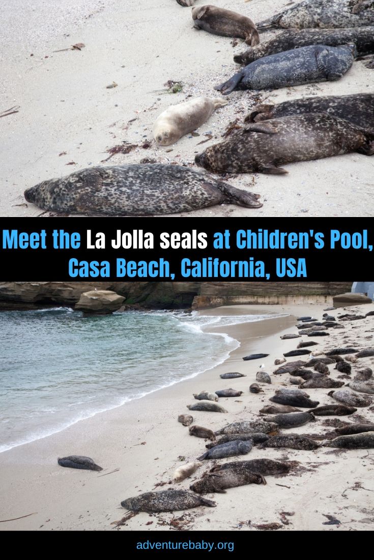 La Jolla Seals at Childrens Beach, Casa Beach, California