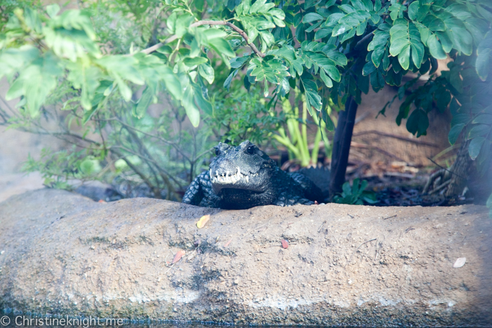 Tips for visiting San Diego Zoo