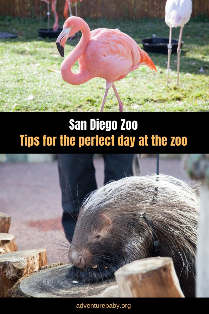 Tips for visiting San Diego Zoo