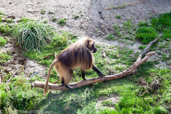 Tips for visiting San Diego Zoo