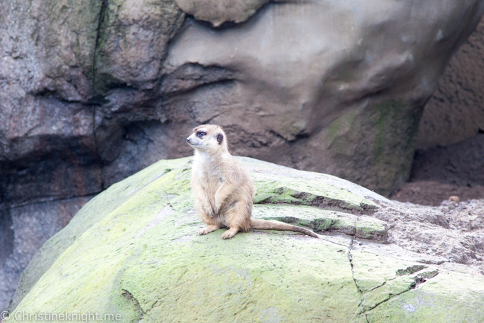 Tips for visiting San Diego Zoo