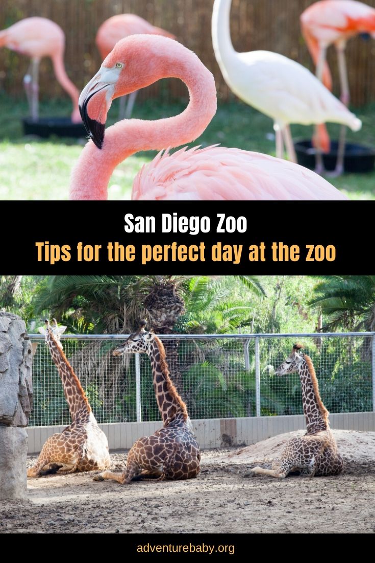 Tips for visiting San Diego Zoo