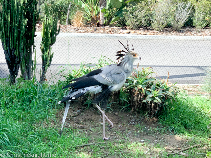 Tips for visiting San Diego Zoo