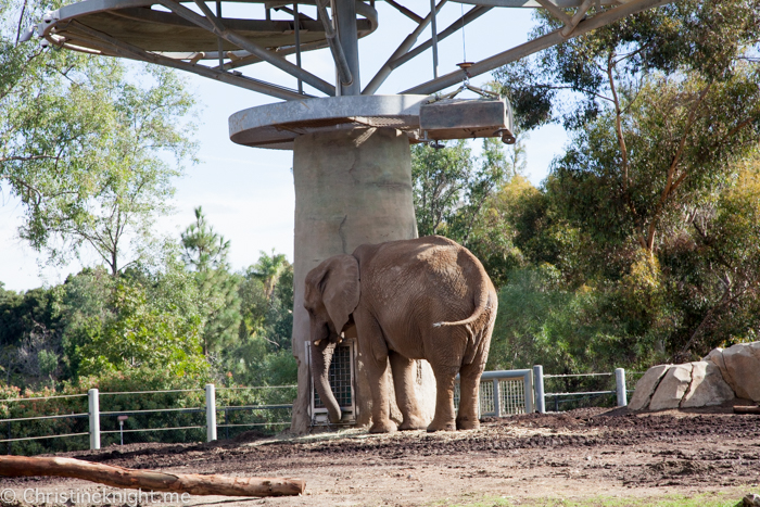 Tips for visiting San Diego Zoo