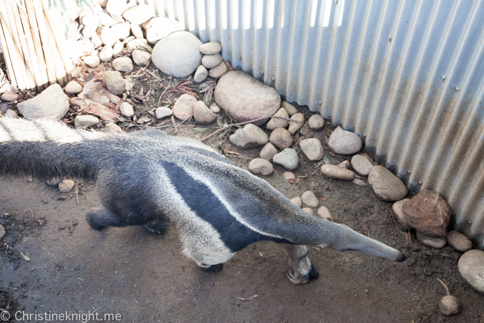 Tips for visiting San Diego Zoo