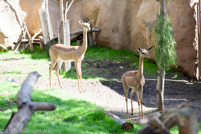 Tips for visiting San Diego Zoo