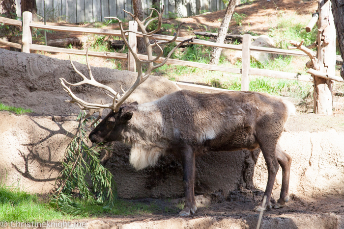 Tips for visiting San Diego Zoo