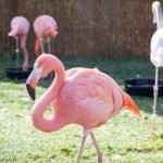 Top Tips For Visiting Taronga Western Plains Zoo Dubbo - Adventure, baby!