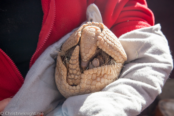 Tips for visiting San Diego Zoo