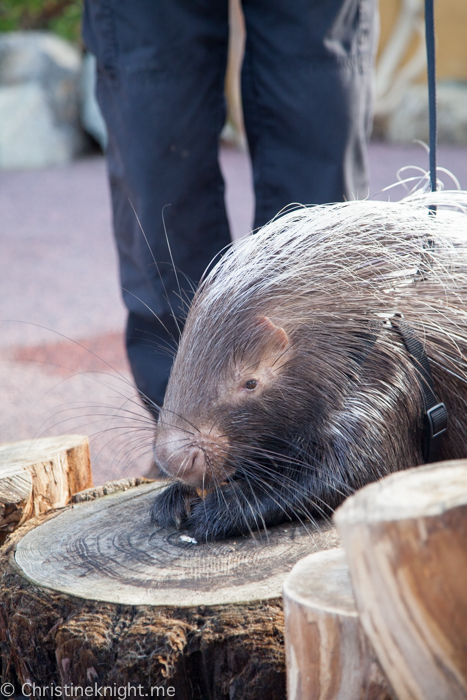 Tips for visiting San Diego Zoo