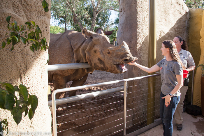 Tips for visiting San Diego Zoo