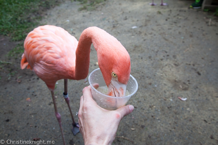 Tips for visiting San Diego Zoo