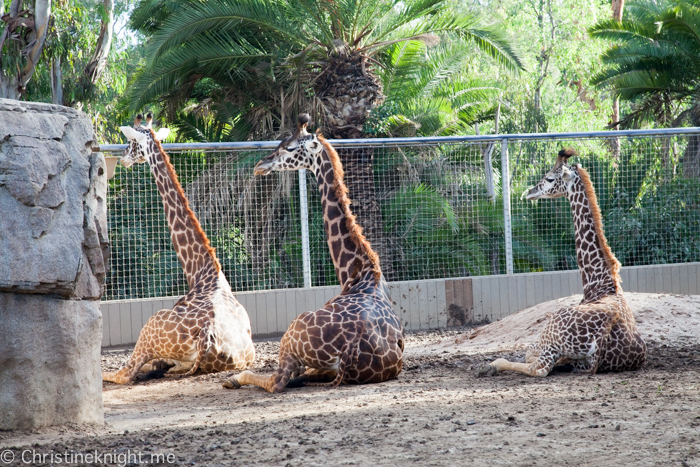 Tips for visiting San Diego Zoo