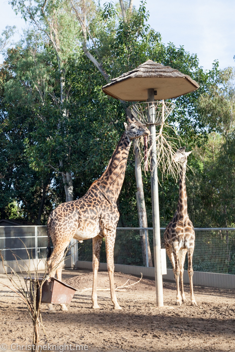Tips for visiting San Diego Zoo
