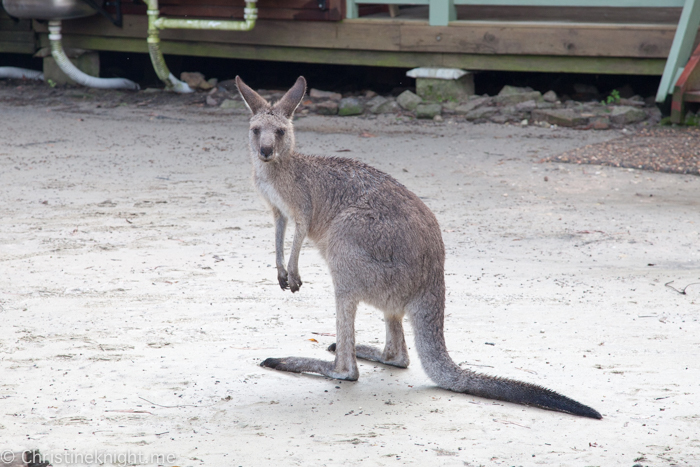 Australia Walkabout Wildlife Park