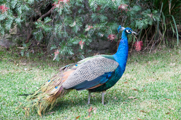 Auburn Botanic Gardens Sydney