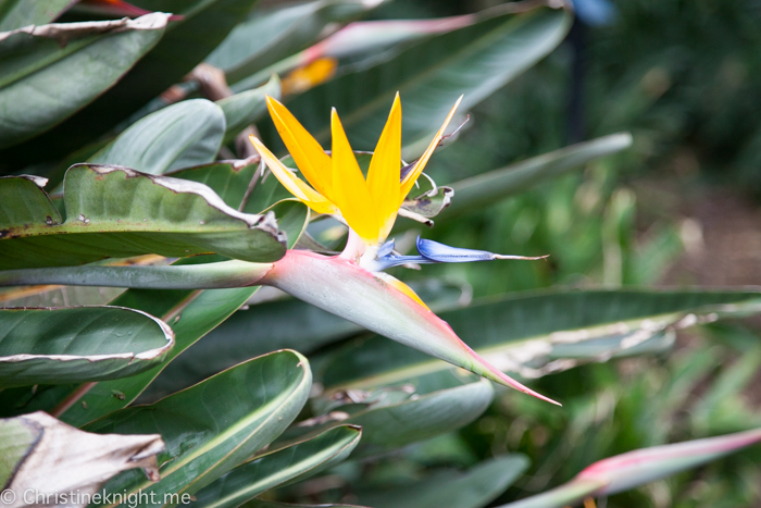 Auburn Botanic Gardens Sydney