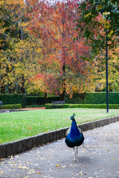 Auburn Botanic Gardens Sydney