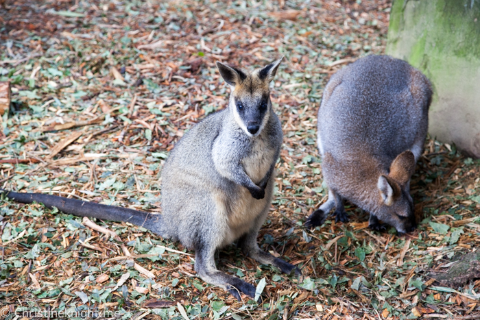 Auburn Botanic Gardens Sydney