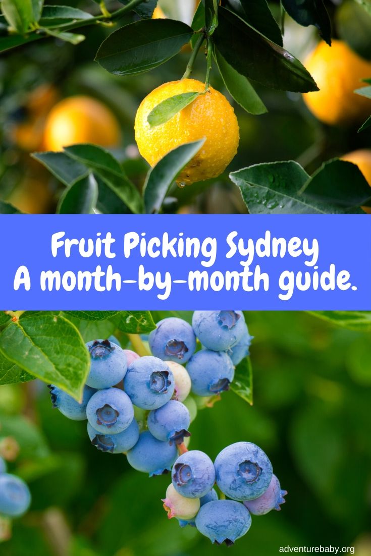 Fruit Picking Sydney