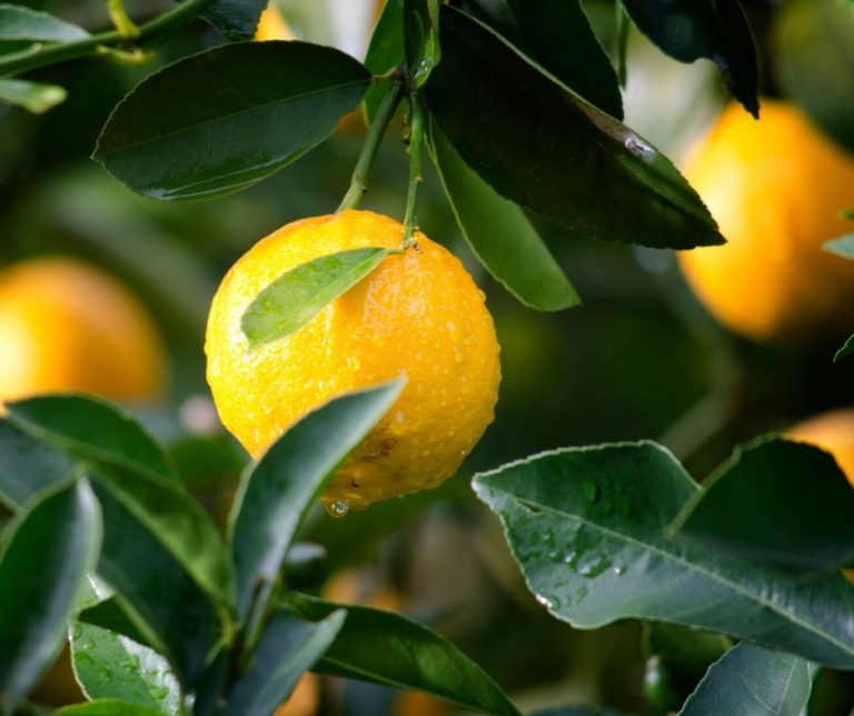 A monthbymonth guide to Fruit Picking Sydney strawberries, apples