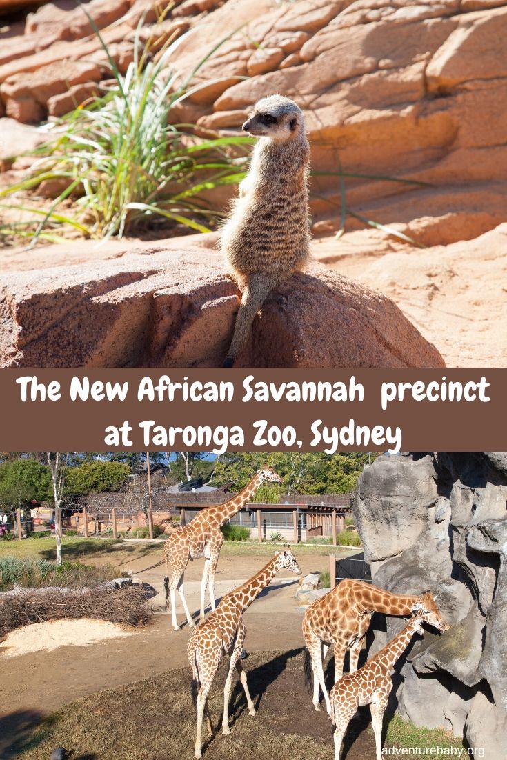 African Savannah at Taronga Zoo, Sydney