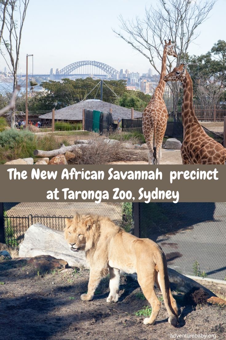 African Savannah at Taronga Zoo, Sydney