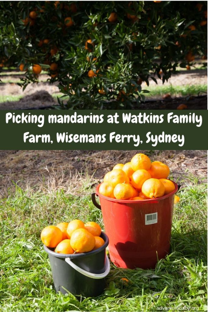 Mandarin Picking at Watkins Family Farm Wisemans Ferry Adventure, baby!