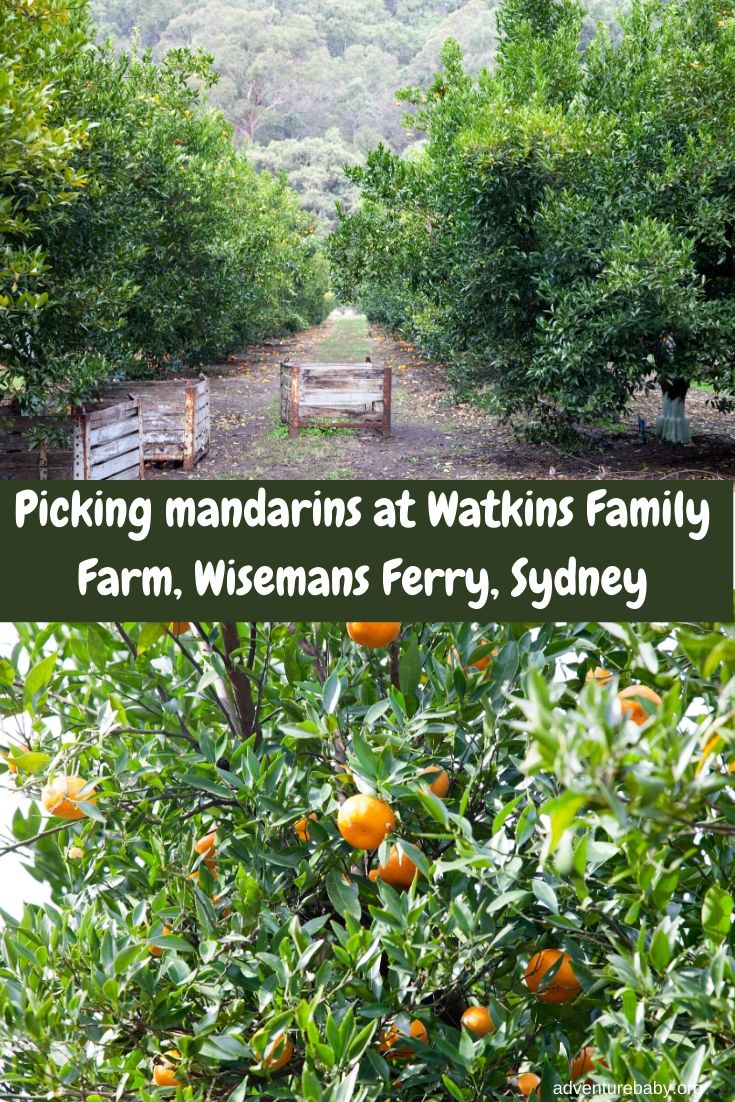 Picking Mandarins at Watkins Family Farm Wisemans Ferry