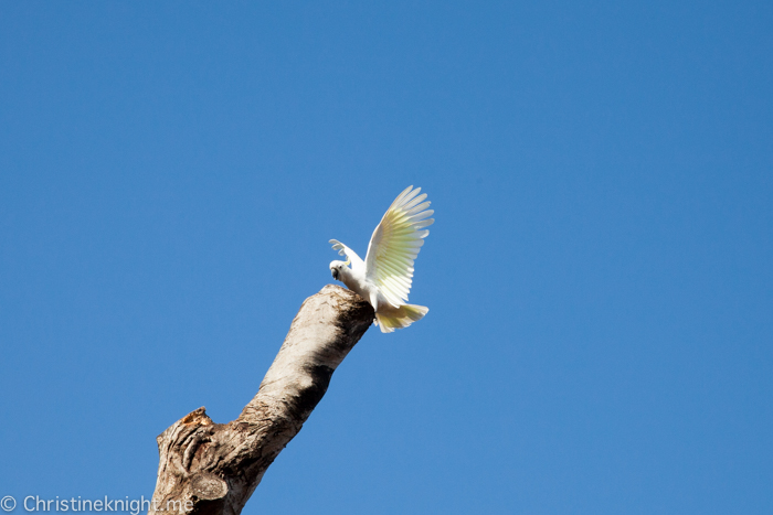 Oatley Park, Sydney