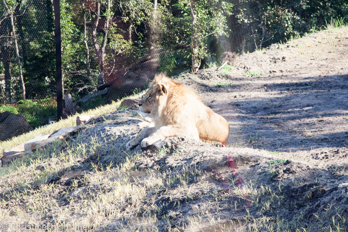 Taronga Zoo, Sydney