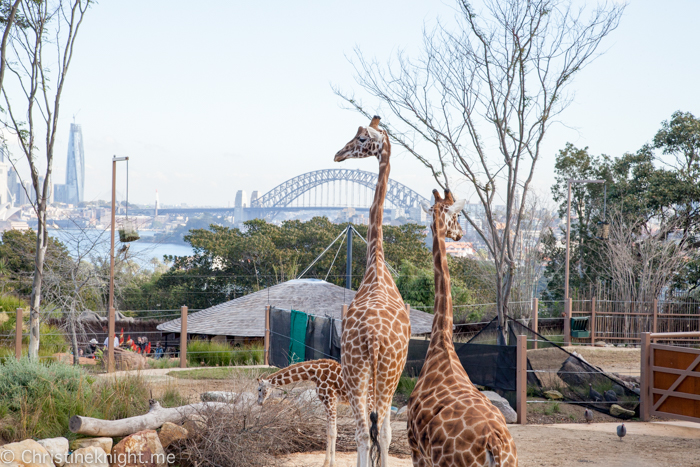 The African Savannah Precinct Opens at Taronga Zoo, Sydney - Adventure ...