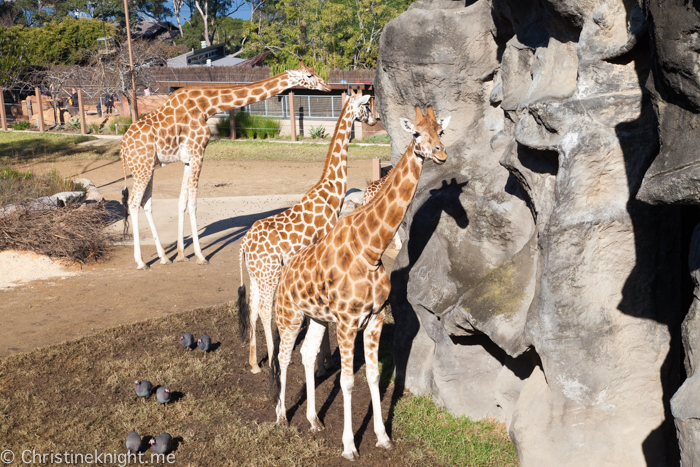 Taronga Zoo, Sydney