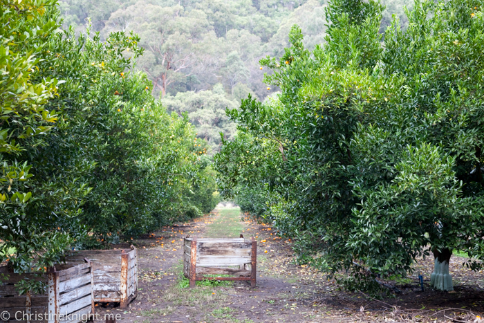 Watkins Family Farm Wisemans Ferry