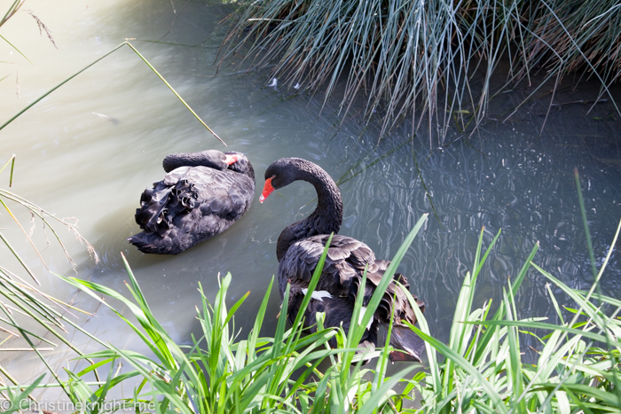 Central Gardens Merrylands Sydney