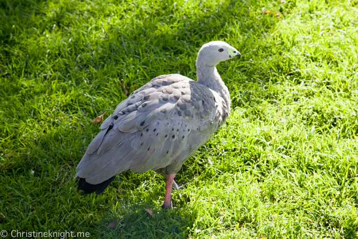 Central Gardens Merrylands Sydney