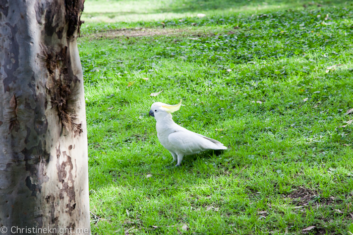 Central Gardens Merrylands Sydney