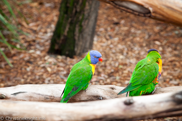 Oakvale Wildlife Park Port Stephens