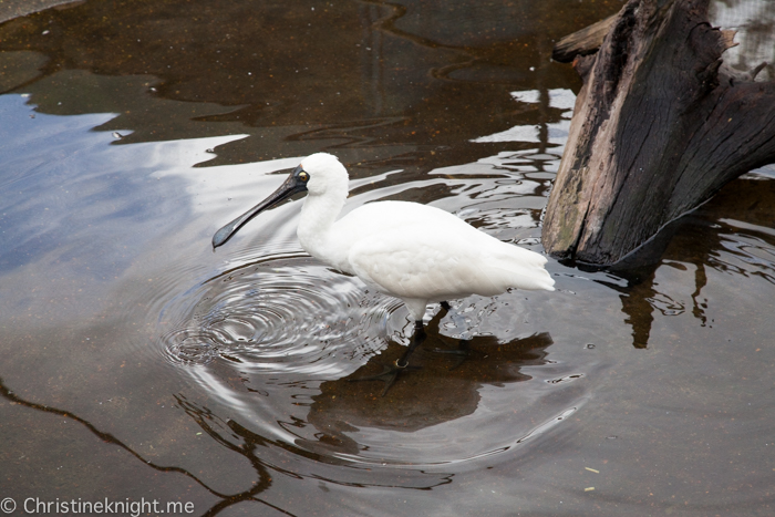 Oakvale Wildlife Park Port Stephens