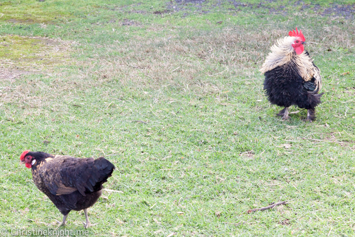 Oakvale Wildlife Park Port Stephens