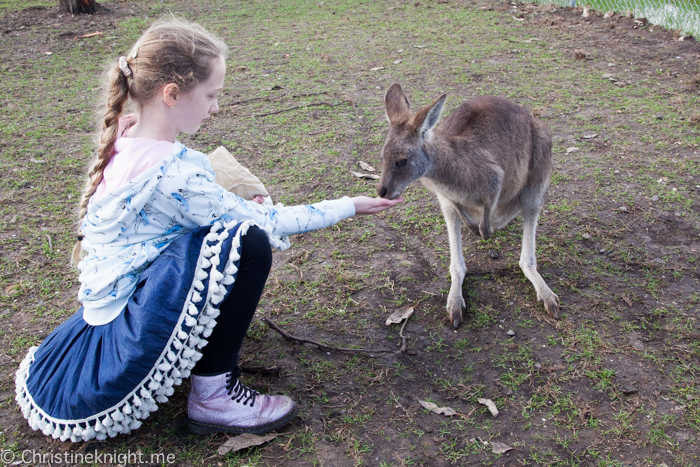 Oakvale Wildlife Park Port Stephens