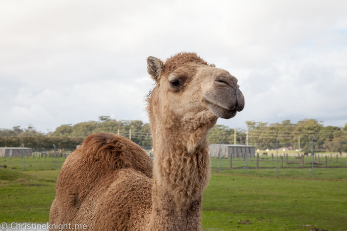 Oakvale Wildlife Park Port Stephens