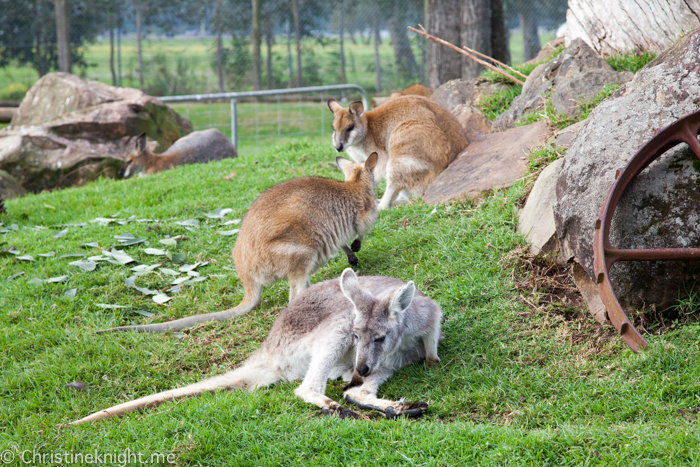 Oakvale Wildlife Park Port Stephens