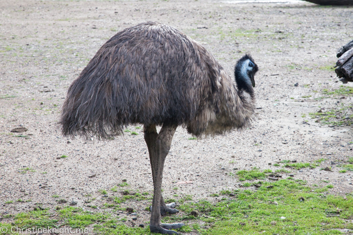 Oakvale Wildlife Park Port Stephens